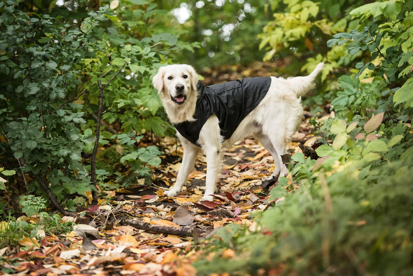 US Army Black Packable Dog Raincoat