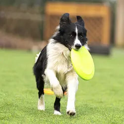 Dog rubber flying disc - Online Pet Toys