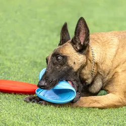 Dog rubber flying disc - Online Pet Toys