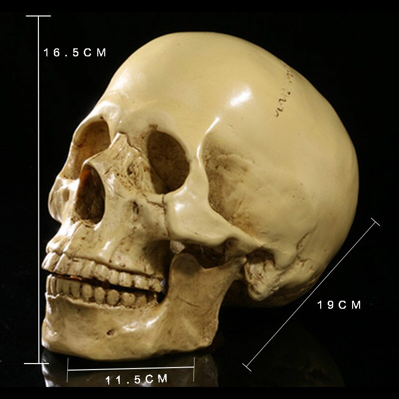 Human Skull Sculpture